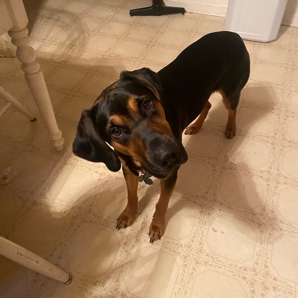 Meet your Posher, Steph - Picture 5 of 8